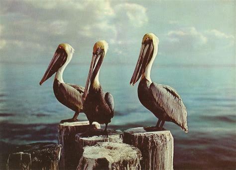 Vintage Travel Postcards: Florida Pelicans