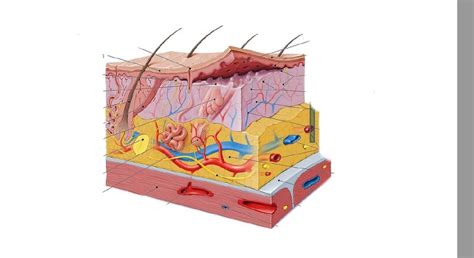 Integumentary system Diagram | Quizlet