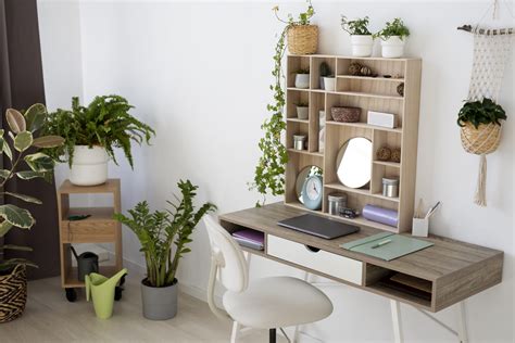 Plants in Your Study Space? Top Five Benefits