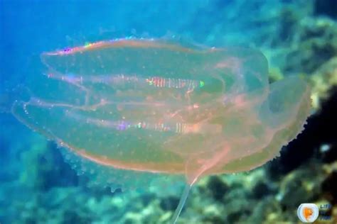 Rainbow Jellyfish | 8 Lesser Known Facts About Them