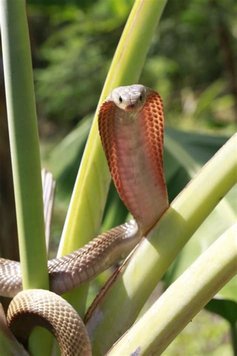 Philippine cobra (Naja philippinensis). The venom is a potent ...