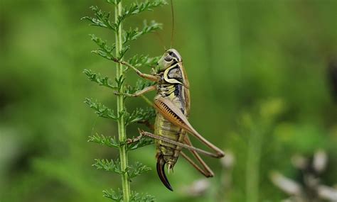 Cricket – Spirit Animal, Totem, Symbolism and Meaning