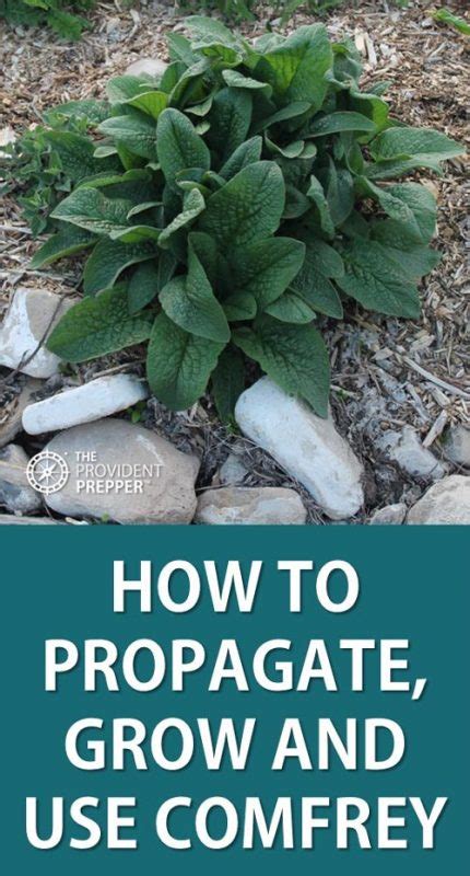 How to Propagate, Grow and Use Comfrey - The Provident Prepper