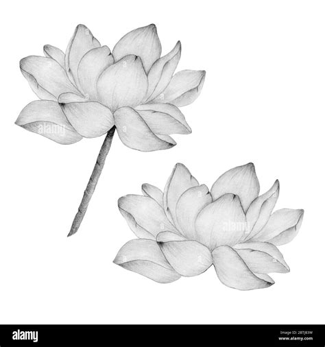 lotus flower in pencil drawing isolated on white, botanic illustration with realistic lotus ...