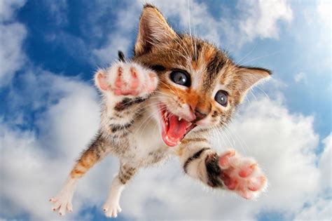 These flying kittens are doing what they love most