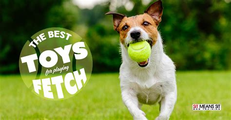 The Best Toys for Playing Fetch | Sit Means Sit Dog Training - East Bay