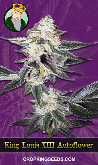 Buy King Louis XIII Strain Autoflowering Marijuana Seeds | Crop King Seeds