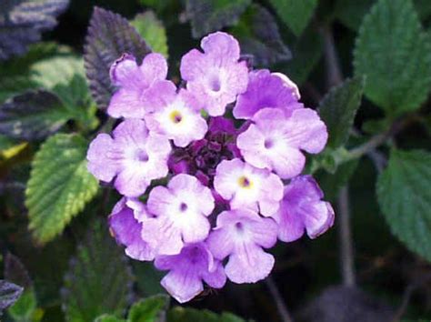 lantana montevidensis purple lantana Garden And Yard, Garden Plants, Lantana Camara, Bacopa ...