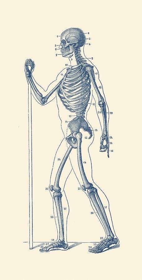 Side View Skeletal Diagram - Vintage Anatomy Poster Drawing by Vintage Anatomy Prints - Fine Art ...