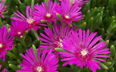 Delosperma cooperi - Purple Hardy Ice Plant - (10) 4.5" Pots at 5.99 ea ...