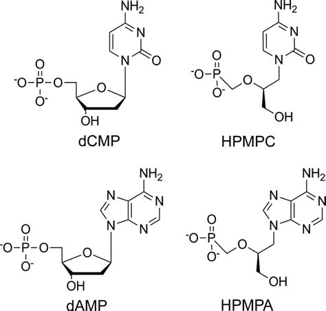 Nucleoside Structure