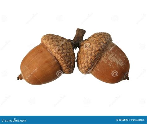 Isolated Acorn Pair Stock Photography - Image: 3860622