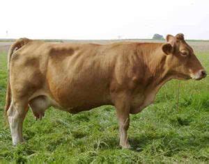 Gelbvieh Cattle Characteristics, Uses & Origin