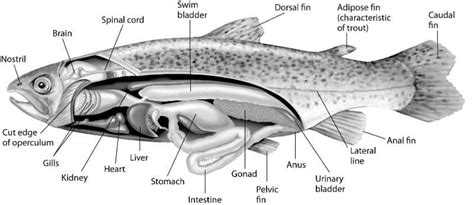 Swim Bladder Disease Information for Tropical Fish Owners - Fishkeeping Advice