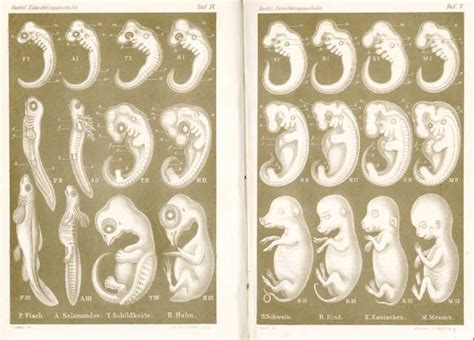 Embryonic Evolution Through Ernst Haeckel’s Eyes | The Scientist Magazine®