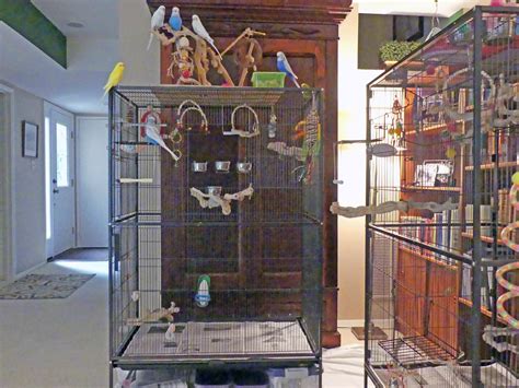 Share Your Budgies Cage Set Up | Talk Budgies Forums