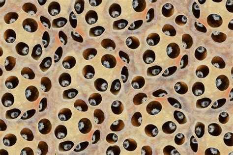 Phobia of holes trypophobia test causes symptoms cure – Artofit