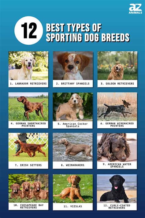 12 Best Types of Sporting Dog Breeds - A-Z Animals