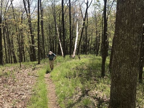 Bluff Mountain Trail - North Carolina | AllTrails