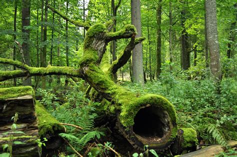 File:Bialowieza National Park in Poland0029.JPG