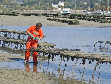 File:Oyster culture in Belon, France 03.jpg - Wikipedia, the free encyclopedia