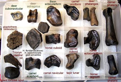 Image result for Horse magnum fossil bone | Fossil hunting, Fossil, Fossils