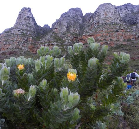 Hiking up the Twelve Apostles to Table Mountain, Cape Town