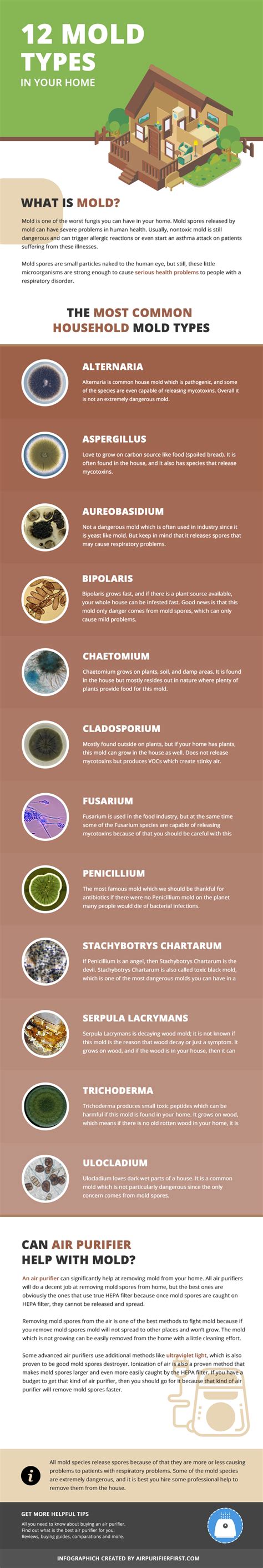 12 Types Of Mold Founded In Home [INFOGRAPHIC] - Infographic Plaza