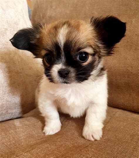 Tiny Pekingese X Chihuahua ready now... | in Radford, Nottinghamshire ...