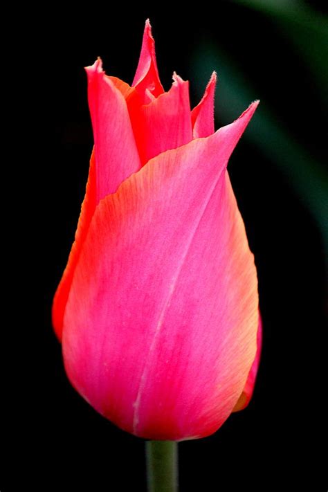 Hot Pink Tulip Photograph by Rosanne Jordan