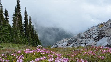 These 7 Western Washington hiking trails made me fall in love with hiking | The Seattle Times