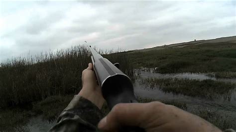 Cacería Patos / Duck Hunting Braco Aleman - YouTube