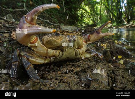 Freshwater Crab (Potamon fluviatilis) adult with claws raised displaying defensive posture ...