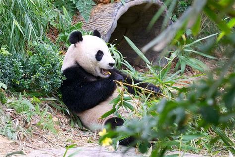 River Safari (Part 1): Lunch Date with Pandas - Jefz Lim Photography Blog