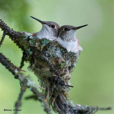 Lista 99+ Foto Como Hacer Un Nido De Colibrí El último