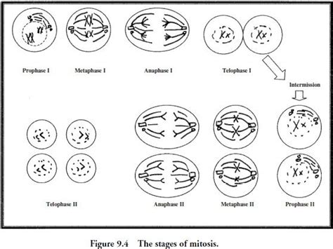 Phases Of Meiosis Worksheets | Meiosis, Verb worksheets, Worksheets