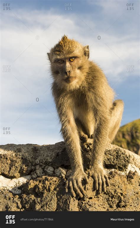 Barbary ape on the Gunung Batur, stock photo - OFFSET