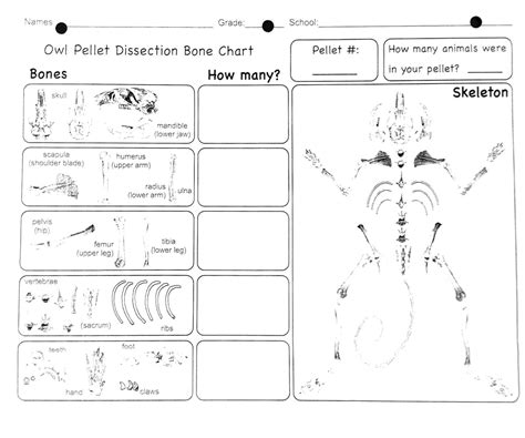 Owl Pellet Dissection Worksheet - Studying Worksheets