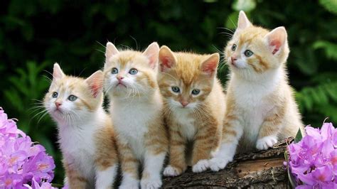 Cat Desktop Wallpapers - Top Free Cat Desktop Backgrounds - WallpaperAccess