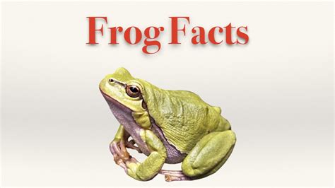 Frog Facts - YouTube