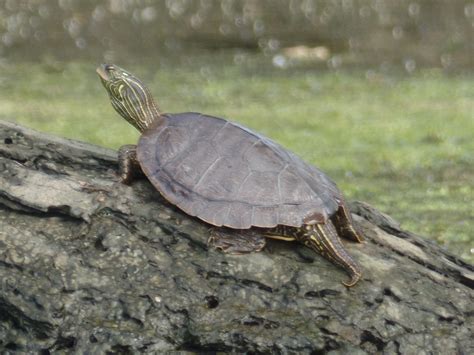 Northern Map Turtle Habitat - Turtlean