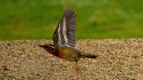 Varied Thrush adult female - John Caddick | John Caddick