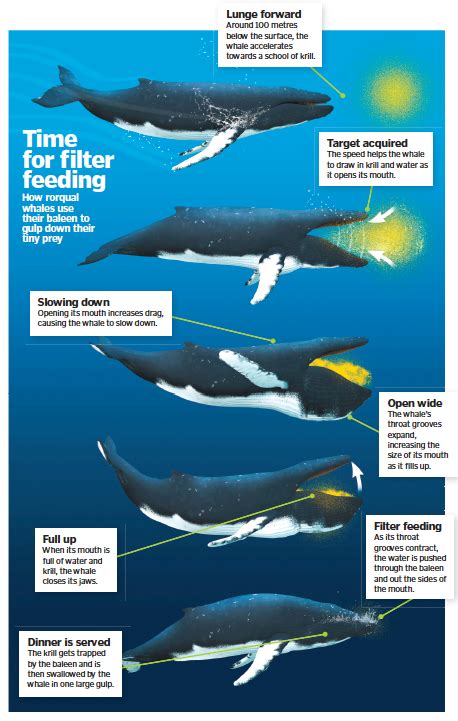 How do Humpback Whales and Minke Whales Eat?