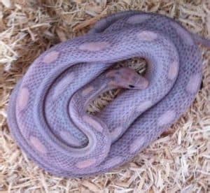 14 Cool Corn Snake Morphs (With Pictures)