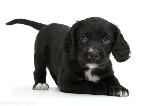 Dog: Black Cocker Spaniel puppy in play-bow photo WP39372