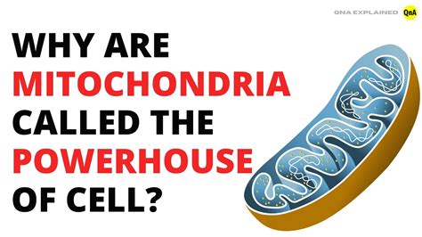 What Is The Folded Inner Membrane Of Mitochondria Called - Form example download