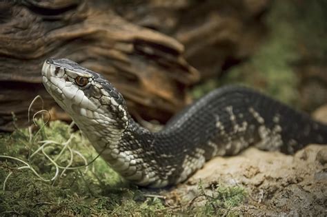 Cottonmouth Or Water Moccasin Photograph by Penny Lisowski