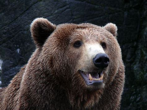 Bear Conservation Efforts - Animal Facts and Information