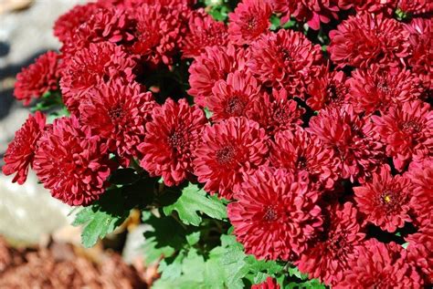 Propagating Mums: Growing Mums From Cuttings And Seeds | Garden mum ...