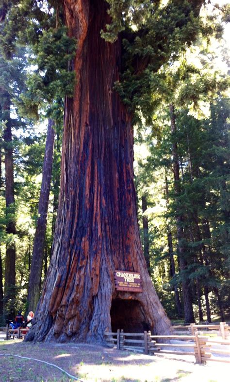 Day 3 - Chandelier Tree Leggett, CA (Redwoods) Chandelier Tree, Leggett ...